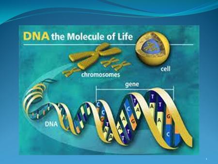 DNA. DNA Den centrala dogman - sammanfattning av transkription och translation (1) All information finns lagrad i DNA (deoxyribonucleic acid). Informationen.