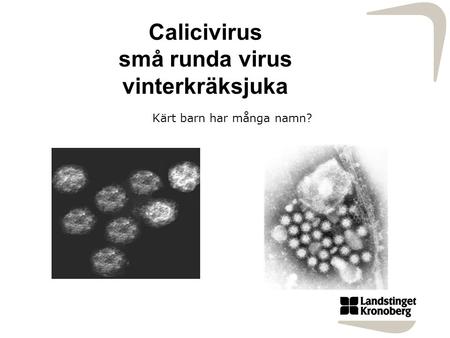 Calicivirus små runda virus vinterkräksjuka