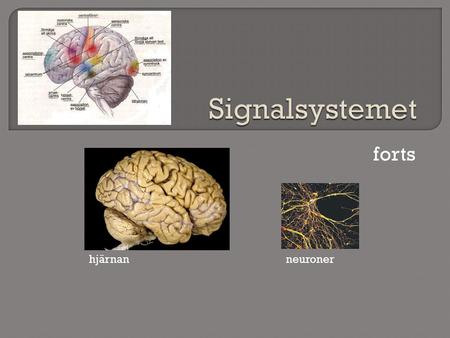 Signalsystemet forts hjärnan neuroner.
