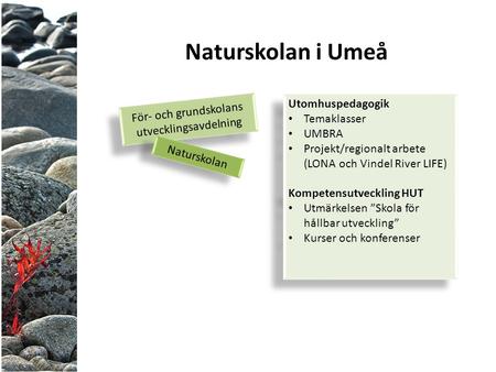 För- och grundskolans utvecklingsavdelning För- och grundskolans utvecklingsavdelning Naturskolan Naturskolan i Umeå Utomhuspedagogik Temaklasser UMBRA.