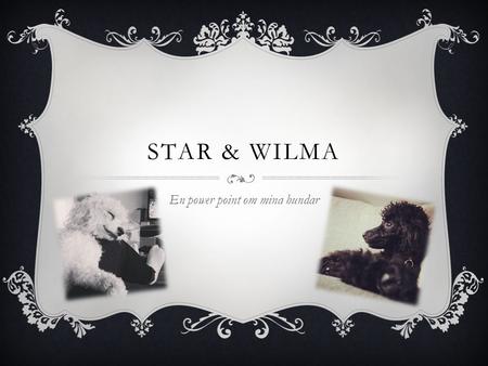 STAR & WILMA En power point om mina hundar. STAR  Dvärg pudel  Föddes 2009 i Fort Lauderdale (USA)  Flyttade med min pappa till Sverige 2011.