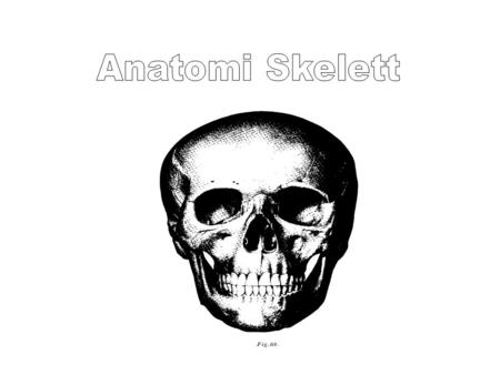 Anatomi Skelett.