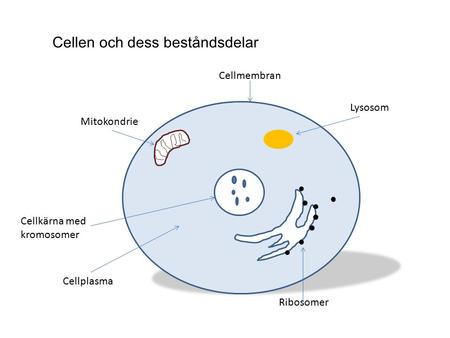 Cellen och dess beståndsdelar