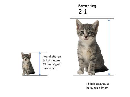 2:1 Förstoring I verkligheten är kattungen 25 cm hög när den sitter.
