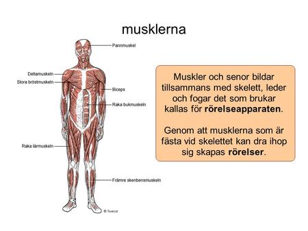 Musklerna Muskler och senor bildar tillsammans med skelett, leder och fogar det som brukar kallas för rörelseapparaten. Genom att musklerna som är fästa.