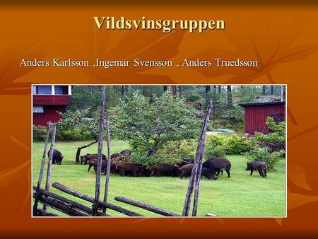 Vildsvinsgruppen Anders Karlsson ,Ingemar Svensson , Anders Truedsson.