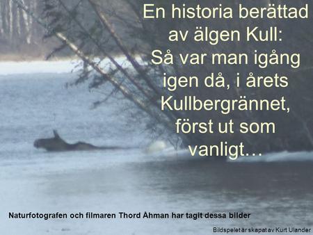 En historia berättad av älgen Kull: Så var man igång igen då, i årets Kullbergrännet, först ut som vanligt… Naturfotografen och filmaren Thord Åhman har.