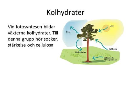 Kolhydrater Vid fotosyntesen bildar växterna kolhydrater. Till denna grupp hör socker, stärkelse och cellulosa.