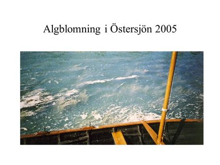 Algblomning i Östersjön 2005