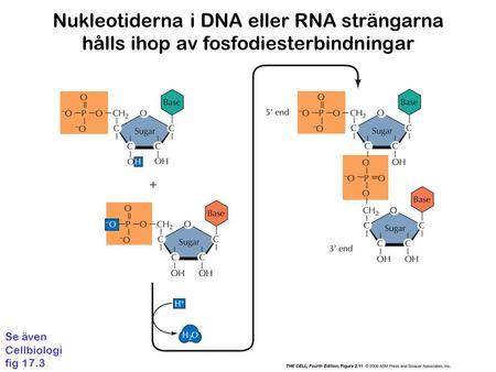 Nukleotiderna i DNA eller RNA strängarna hålls ihop av fosfodiesterbindningar Se även Cellbiologi fig 17.3.