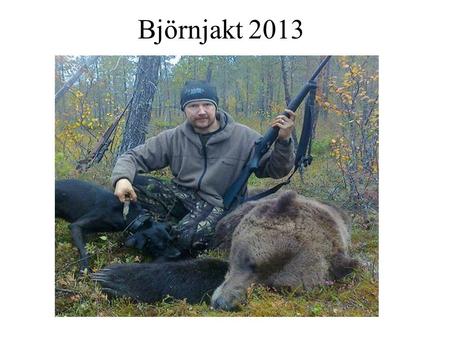 Björnjakt 2013.