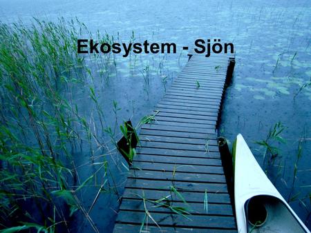 Ekosystem - Sjön.
