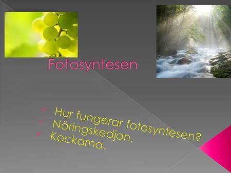 Hur fungerar fotosyntesen? Näringskedjan. Kockarna.