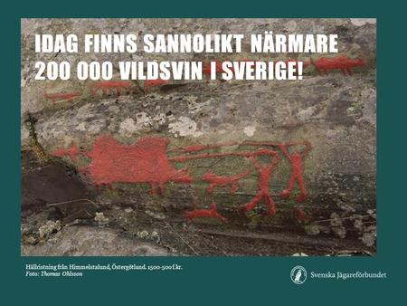 Hällristning från Himmelstalund, Östergötland. 1500-500 f.kr. Foto: Thomas Ohlsson IDAG FINNS SANNOLIKT NÄRMARE 200 000 VILDSVIN I SVERIGE!