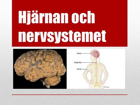 Hjärnan och nervsystemet