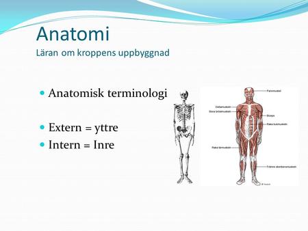 Anatomi Läran om kroppens uppbyggnad