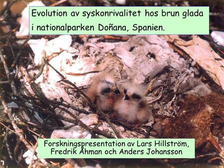 Evolution av syskonrivalitet hos brun glada i nationalparken Doñana, Spanien.    Forskningspresentation av Lars Hillström, Fredrik Åhman och Anders Johansson.