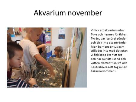 Akvarium november Vi fick ett akvarium utav Tuva och hennes föräldrar. Tyvärr, var lysröret sönder och gick inte att använda. Men barnens entusiasm stillades.