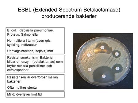 ESBL (Extended Spectrum Betalactamase) producerande bakterier