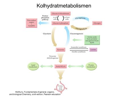 Kolhydratmetabolismen