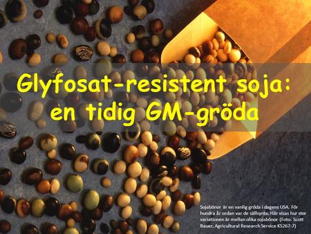 Glyfosat-resistent soja: en tidig GM-gröda