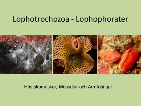 Lophotrochozoa - Lophophorater