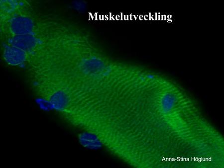 Muskelutveckling Anna-Stina Höglund. Fibroblast muskel cell Lindberg u Utvecklingen av en muskel.