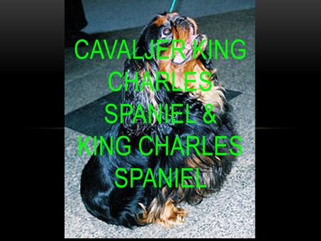 CAVALJER KING CHARLES SPANIEL & KING CHARLES SPANIEL.