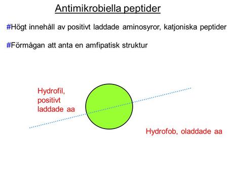 Antimikrobiella peptider