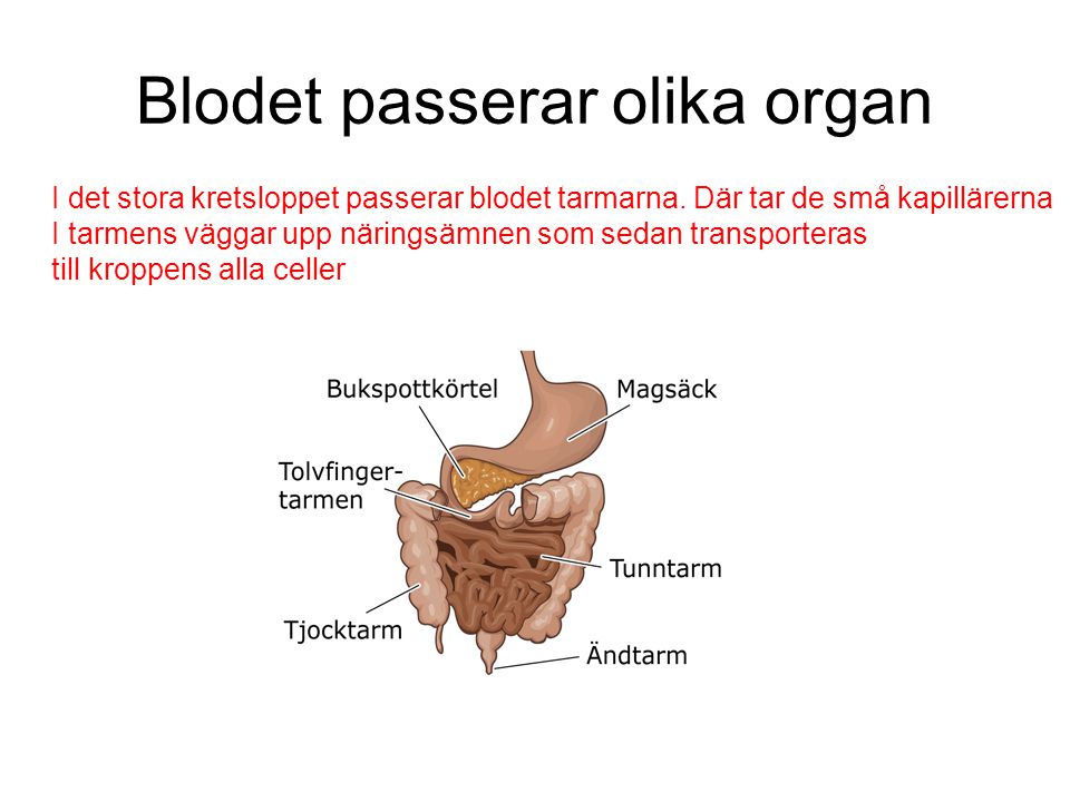Blodet passerar olika organ