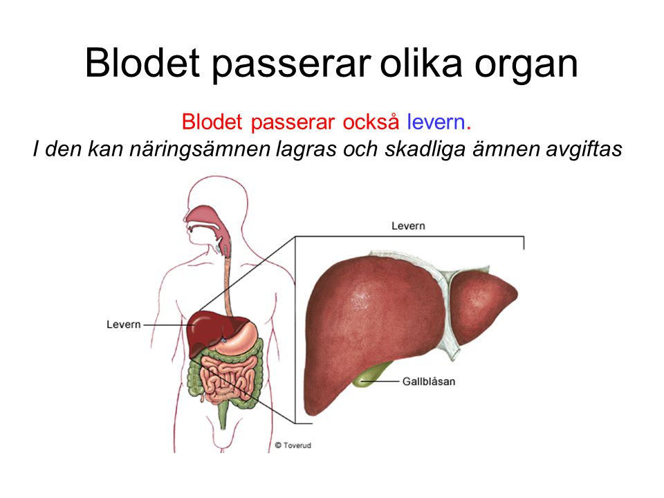 Blodet passerar olika organ