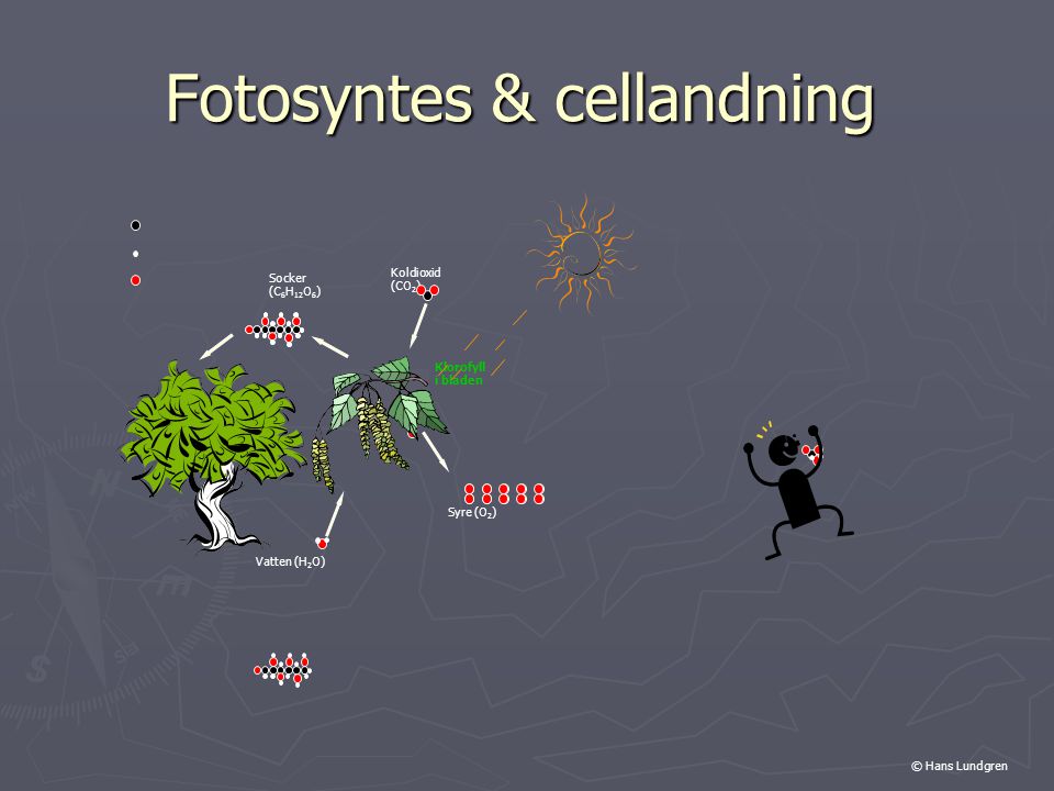 Fotosyntes & cellandning