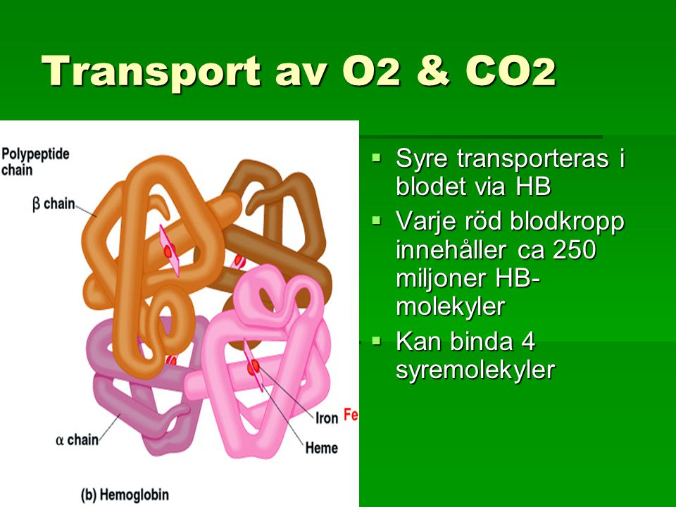 Transport av O2 & CO2 Syre transporteras i blodet via HB