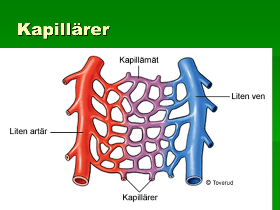 Kapillärer