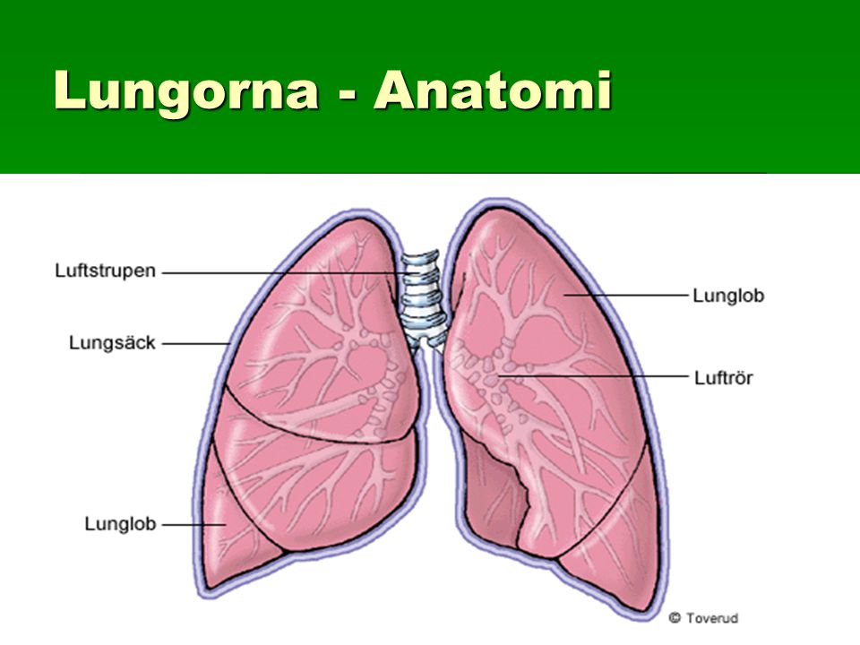 Lungorna - Anatomi