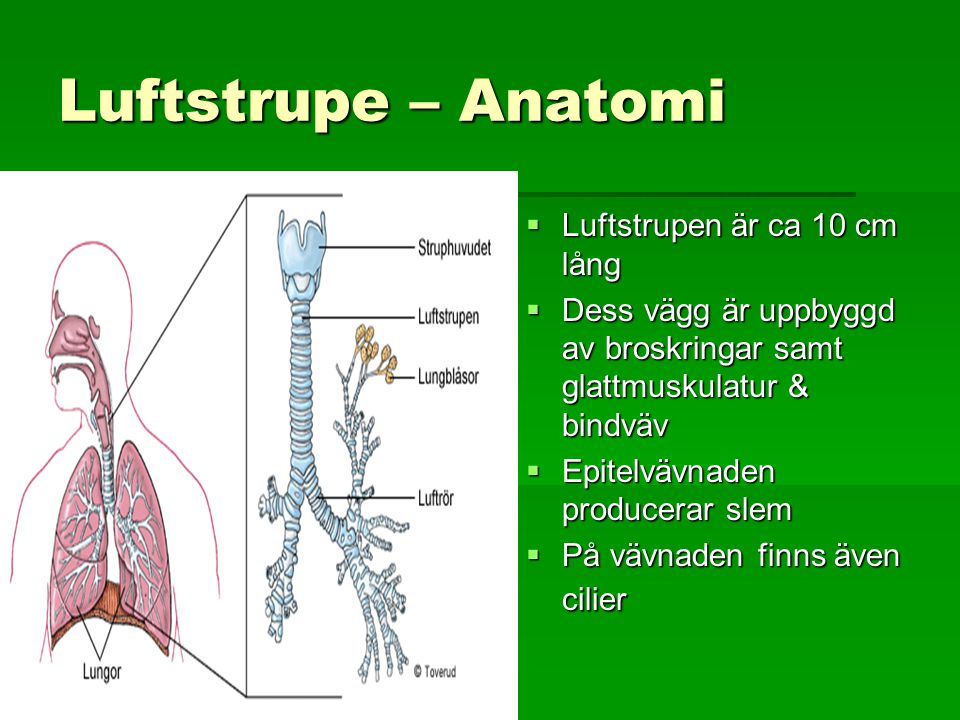 Luftstrupe – Anatomi Luftstrupen är ca 10 cm lång