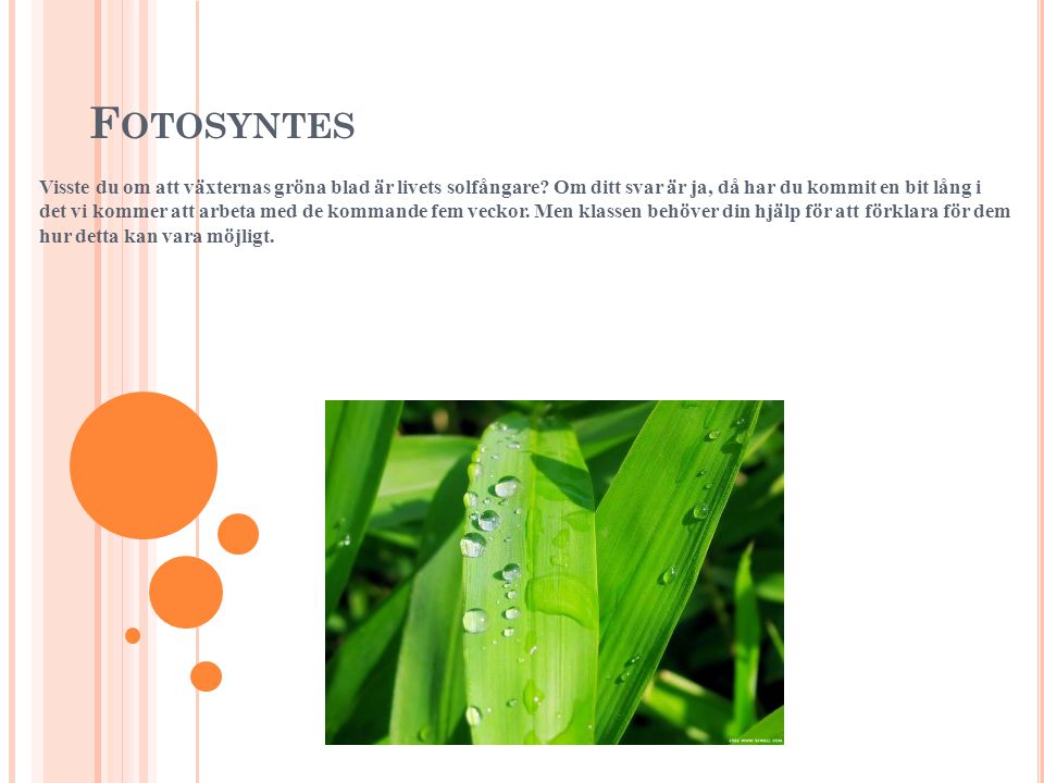 Fotosyntes
