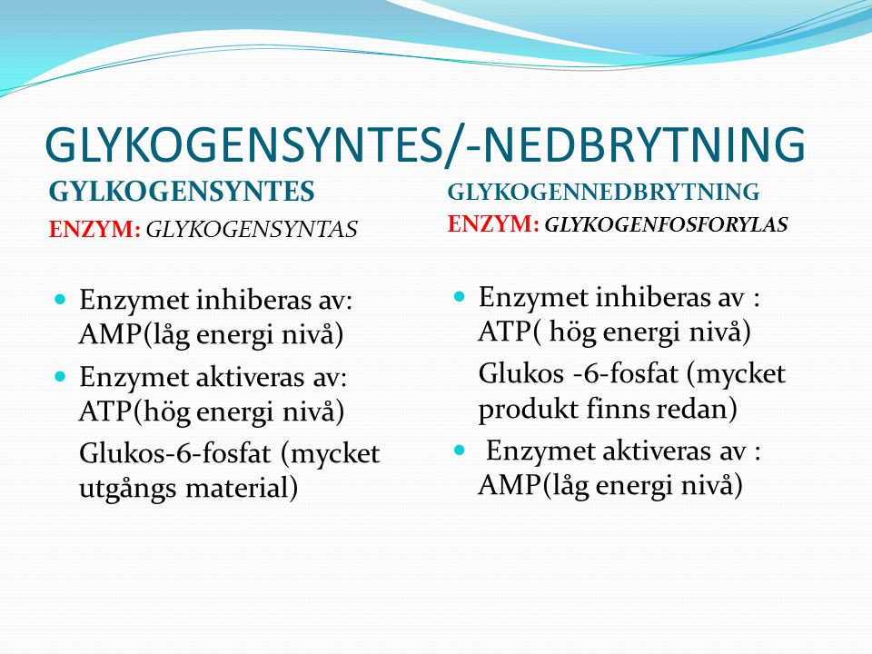 GLYKOGENSYNTES/-NEDBRYTNING