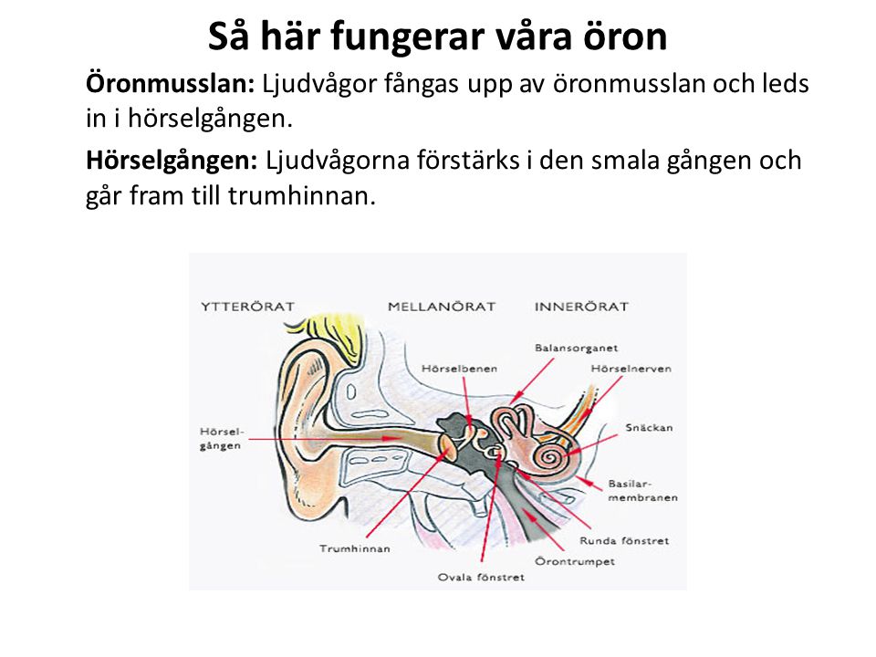 Så här fungerar våra öron