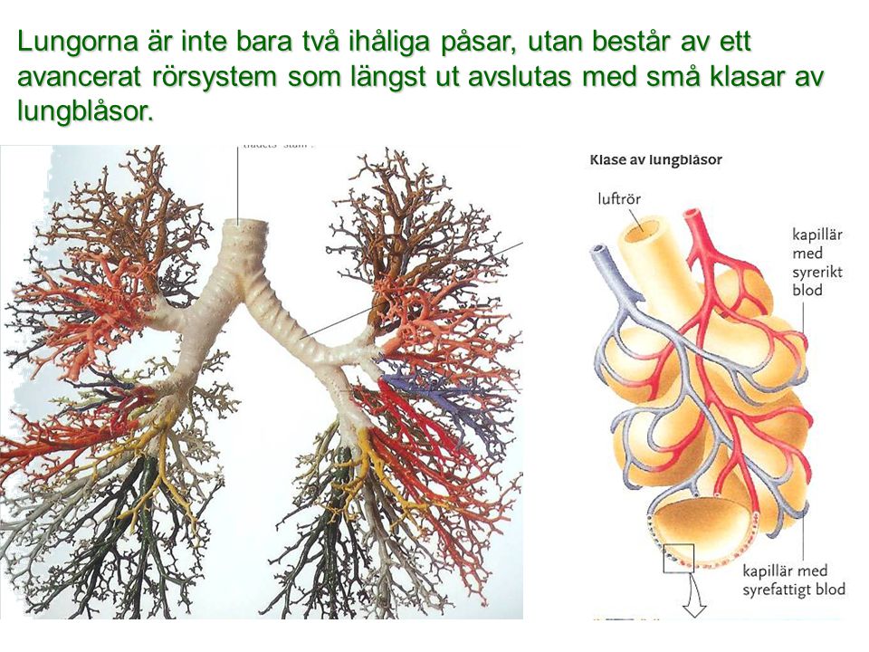 Lungorna är inte bara två ihåliga påsar, utan består av ett avancerat rörsystem som längst ut avslutas med små klasar av lungblåsor.