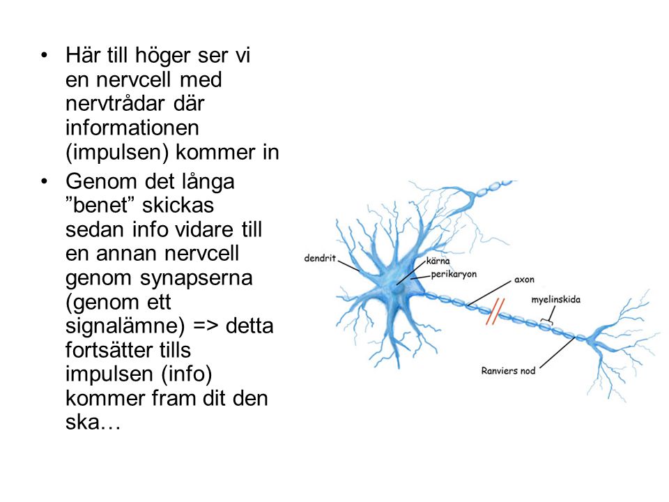 Här till höger ser vi en nervcell med nervtrådar där informationen (impulsen) kommer in
