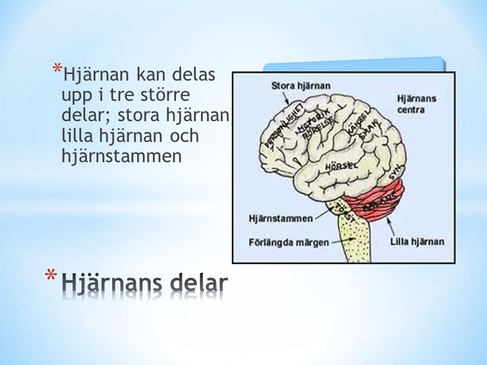 Hjärnan kan delas upp i tre större delar; stora hjärnan, lilla hjärnan och hjärnstammen