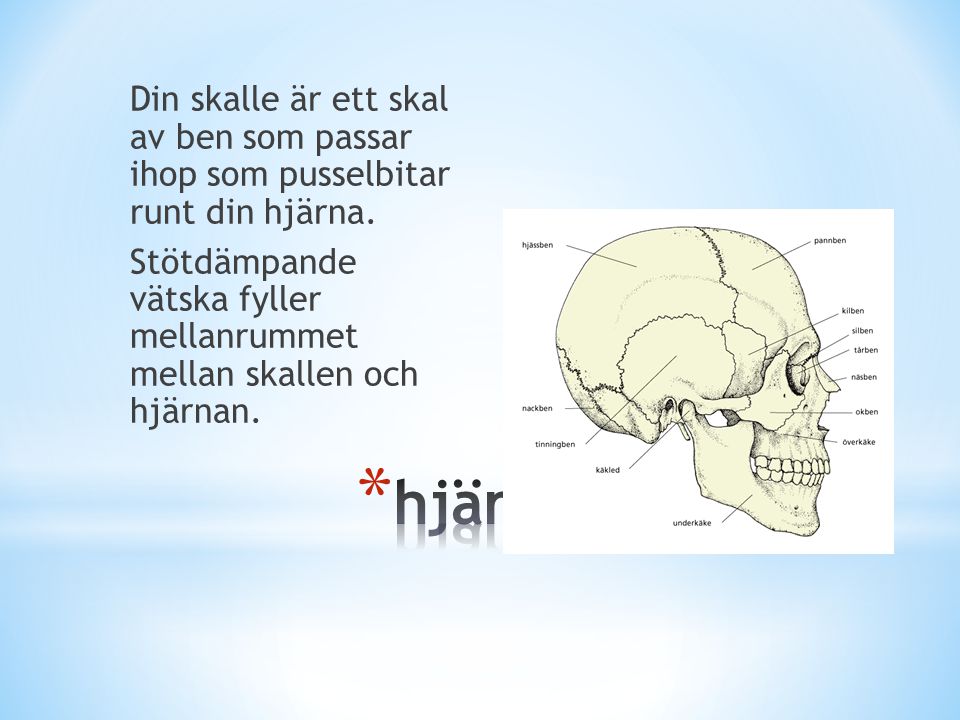 Din skalle är ett skal av ben som passar ihop som pusselbitar runt din hjärna. Stötdämpande vätska fyller mellanrummet mellan skallen och hjärnan.