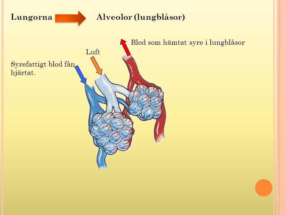 Lungorna Alveolor (lungblåsor)