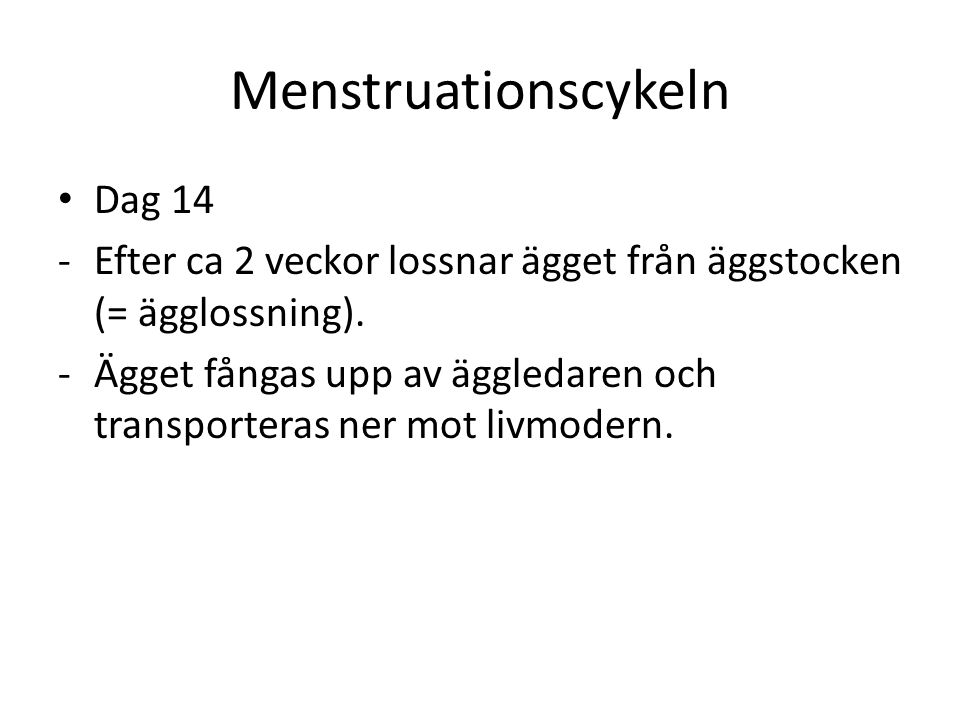 Menstruationscykeln Dag 14