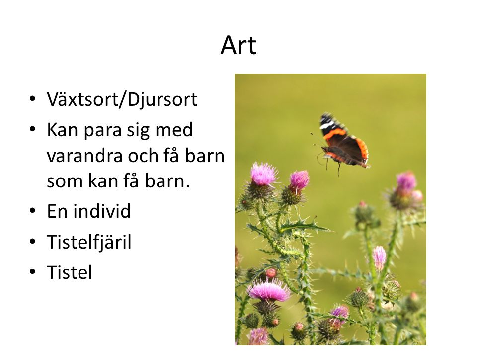 Art Växtsort/Djursort