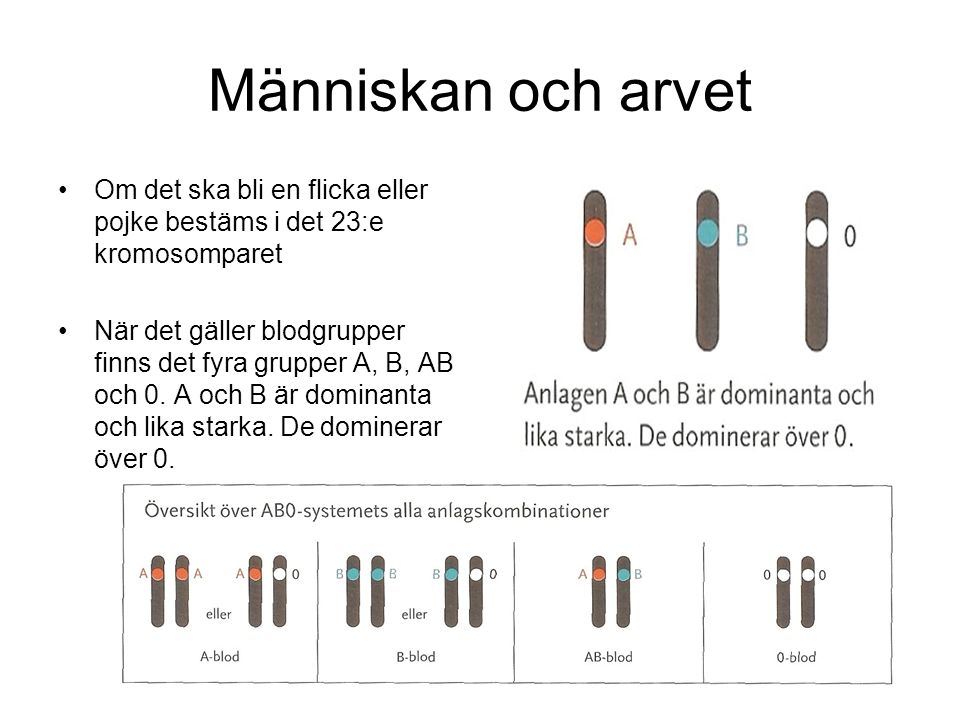 Människan och arvet Om det ska bli en flicka eller pojke bestäms i det 23:e kromosomparet.