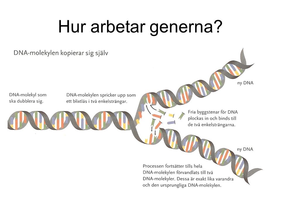 Hur arbetar generna HGP, Human Genome Project var klara med kartläggningen av människans arvsmassa år