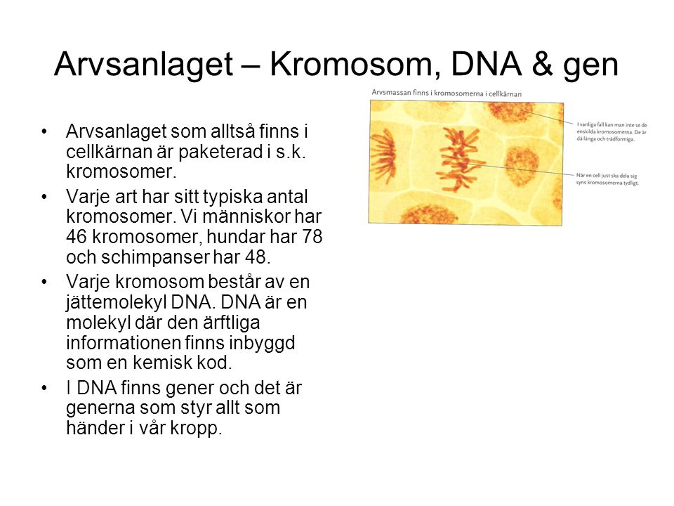 Arvsanlaget – Kromosom, DNA & gen