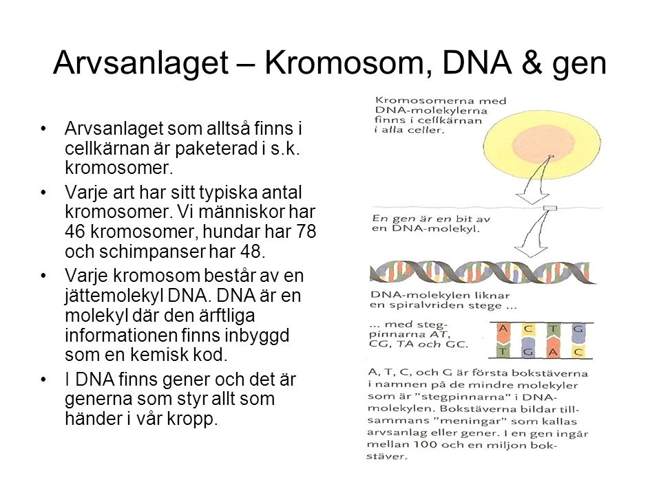 Arvsanlaget – Kromosom, DNA & gen